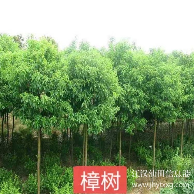【出售香樟朴树栾树桂花广玉兰等】