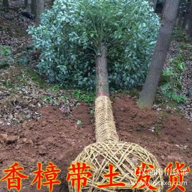 【出售香樟朴树栾树桂花广玉兰等】