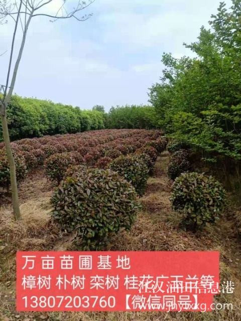 【出售香樟朴树栾树桂花广玉兰等】